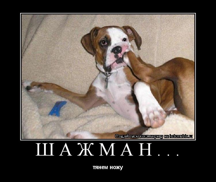 шажман... тянем ножу... Котоматрица: шажман... тянем ножу