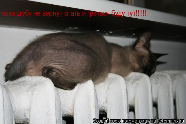 пока шубу не вернут спать и греться буду тут!!!!!!!... Котоматрица: пока шубу не вернут спать и греться буду тут!!!!!!!