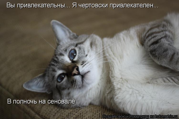 Вы привлекательны... Я чертовски привлекателен... В полночь на сеновале... Котоматрица: Вы привлекательны... Я чертовски привлекателен... В полночь на сеновале