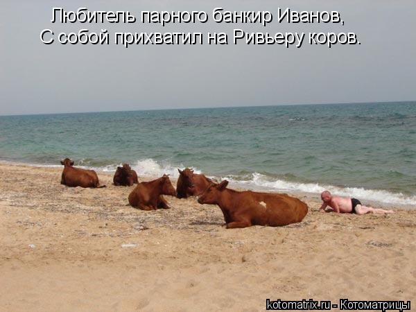 Любитель парного банкир Иванов, С собой прихватил на Ривьеру коров.... Котоматрица: Любитель парного банкир Иванов, С собой прихватил на Ривьеру коров.