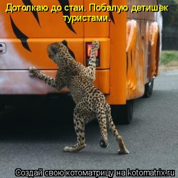Дотолкаю до стаи. Побалую детишек туристами.... Котоматрица: Дотолкаю до стаи. Побалую детишек туристами.
