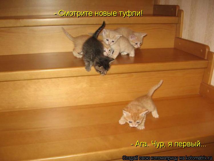 - Смотрите новые туфли! - Ага. Чур, я первый...... Котоматрица: - Смотрите новые туфли! - Ага. Чур, я первый...