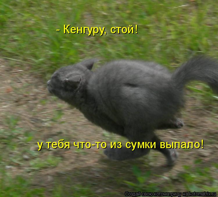 - Кенгуру, стой! у тебя что-то из сумки выпало!... Котоматрица: - Кенгуру, стой! у тебя что-то из сумки выпало!