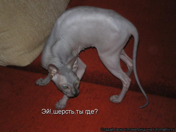 Эй!,шерсть,ты где?... Котоматрица: Эй!,шерсть,ты где?
