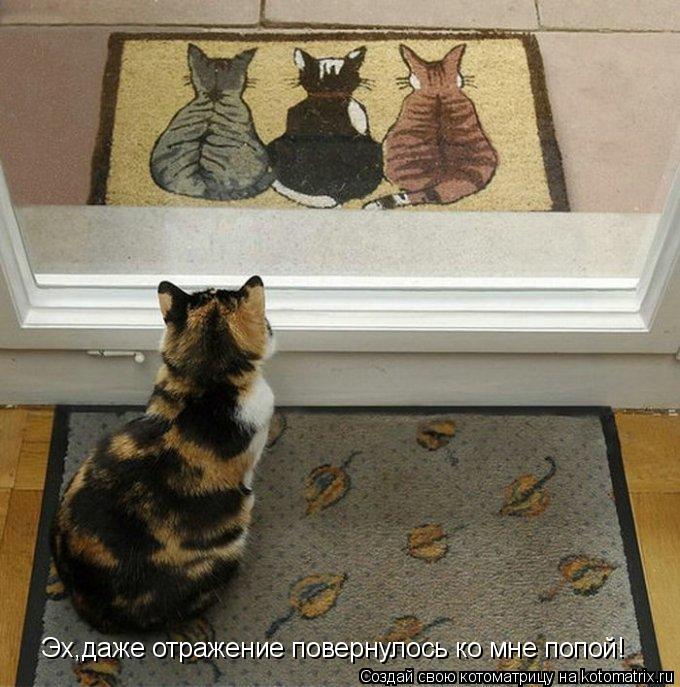 Эх,даже отражение повернулось ко мне попой!... Котоматрица: Эх,даже отражение повернулось ко мне попой!
