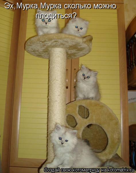 Эх,Мурка,Мурка сколько можно плодиться?... Котоматрица: Эх,Мурка,Мурка сколько можно плодиться?