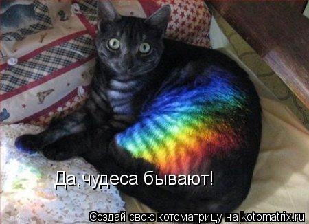 Да,чудеса бывают!... Котоматрица: Да,чудеса бывают!