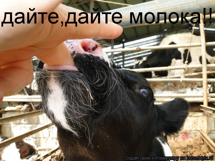дайте,дайте молока!!!... Котоматрица: дайте,дайте молока!!!