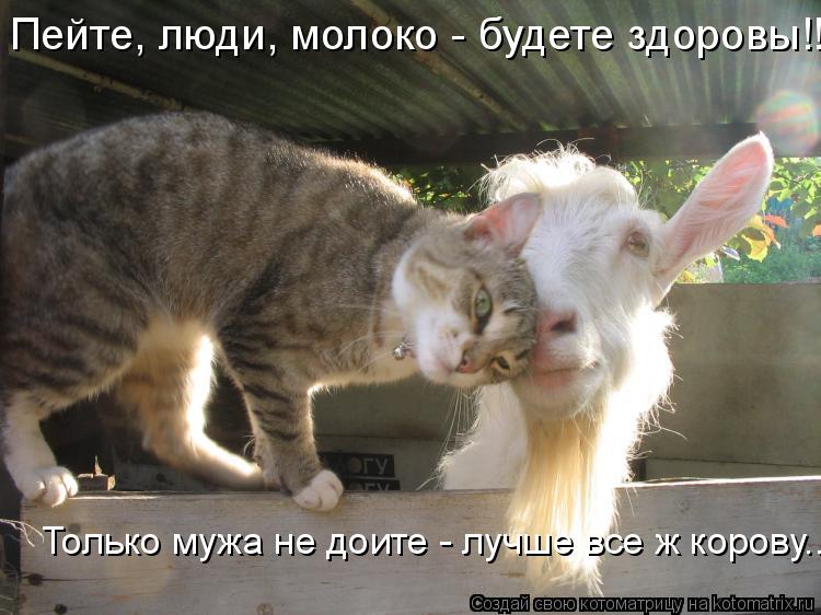 Пейте, люди, молоко - будете здоровы!! Только мужа не доите - лучше все ж корову...... Котоматрица: Пейте, люди, молоко - будете здоровы!! Только мужа не доите - лучше все ж корову...