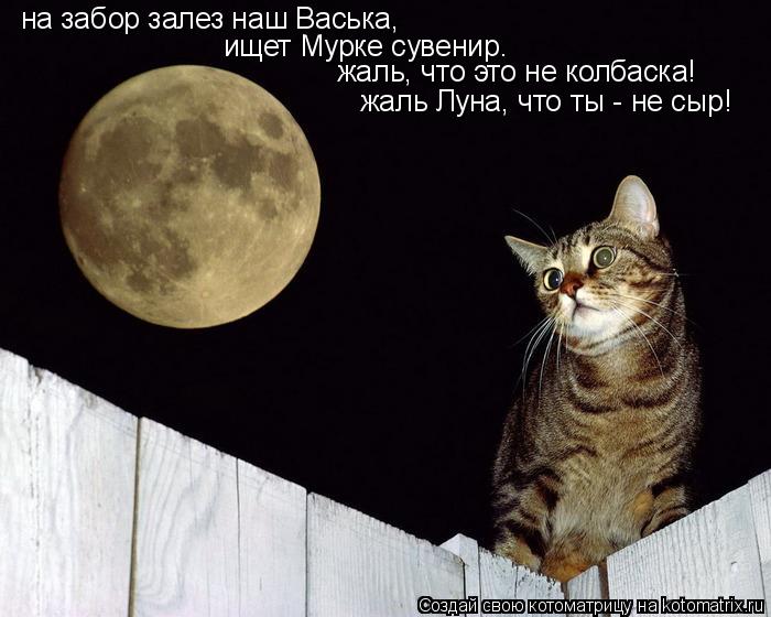 Котоматрица: на забор залез наш Васька,  ищет Мурке сувенир. жаль, что это не колбаска! жаль Луна, что ты - не сыр!