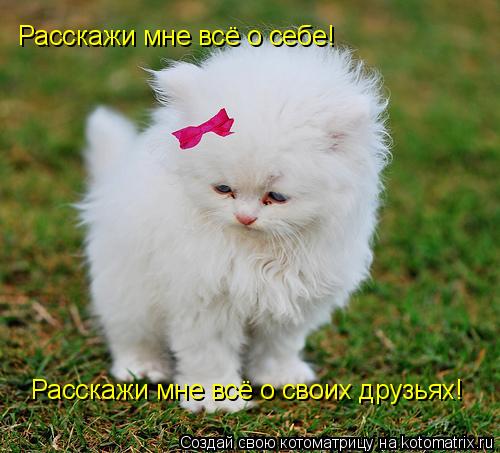 Расскажи мне всё о своих друзьях! Расскажи мне всё о себе!... Котоматрица: Расскажи мне всё о своих друзьях! Расскажи мне всё о себе!