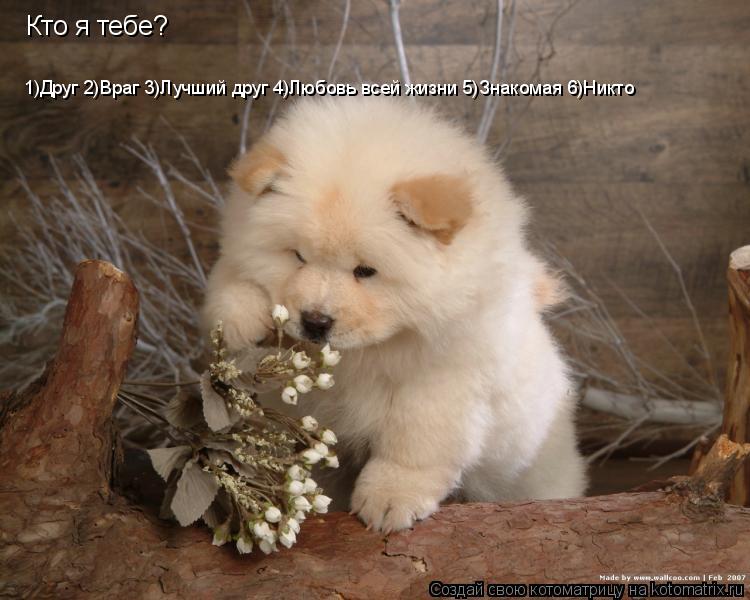1)Друг 2)Враг 3)Лучший друг 4)Любовь всей жизни 5)Знакомая 6)Никто Кто я тебе?... Котоматрица: 1)Друг 2)Враг 3)Лучший друг 4)Любовь всей жизни 5)Знакомая 6)Никто Кто я тебе?