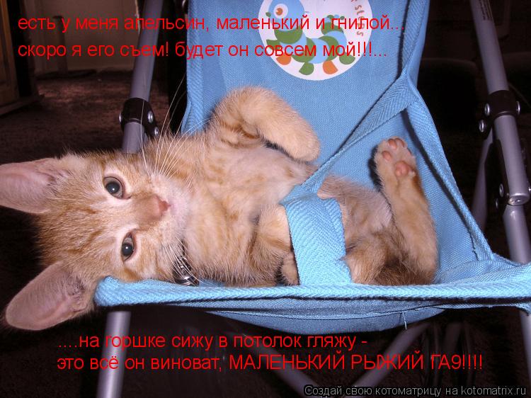 есть у меня апельсин, маленький и гнилой... скоро я его съем! будет он совсем мой!!!... ....на горшке... Котоматрица: есть у меня апельсин, маленький и гнилой... скоро я его съем! будет он совсем мой!!!... ....на горшке сижу в потолок гляжу - это всё он виноват, МАЛЕ