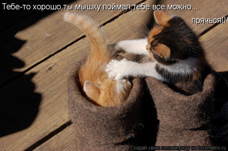 Тебе-то хорошо,ты мышку поймал,тебе все можно... прячься!!!... Котоматрица: Тебе-то хорошо,ты мышку поймал,тебе все можно... прячься!!!