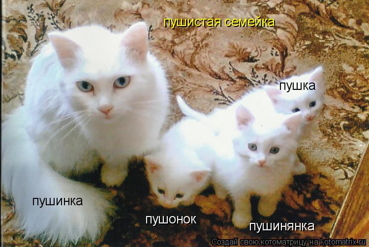 пушинка пушонок пушинянка пушка пушистая семейка... Котоматрица: пушинка пушонок пушинянка пушка пушистая семейка