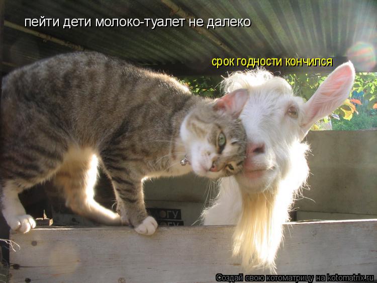 пейти дети молоко туалет не далеко пейти дети молоко-туалет не далеко пейти дети молоко-туалет не дал... Котоматрица: пейти дети молоко туалет не далеко пейти дети молоко-туалет не далеко пейти дети молоко-туалет не далеко срок годности кончился
