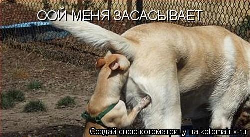 ООЙ МЕНЯ ЗАСАСЫВАЕТ... Котоматрица: ООЙ МЕНЯ ЗАСАСЫВАЕТ