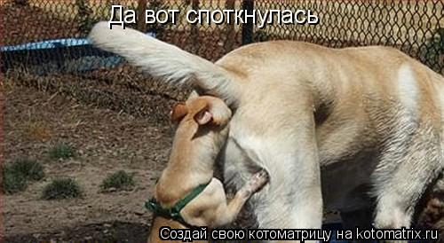 Да вот споткнулась... Котоматрица: Да вот споткнулась