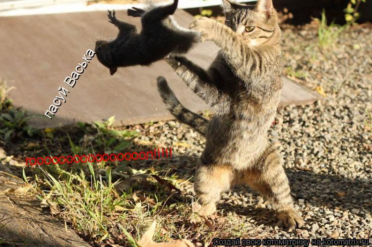 пасуй Васька гоооооооооооооооол!!!!!... Котоматрица: пасуй Васька гоооооооооооооооол!!!!!
