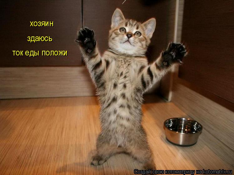 хозяин здаюсь ток еды положи... Котоматрица: хозяин здаюсь ток еды положи