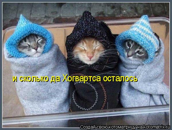 и сколько да Хогвартса осталось... Котоматрица: и сколько да Хогвартса осталось