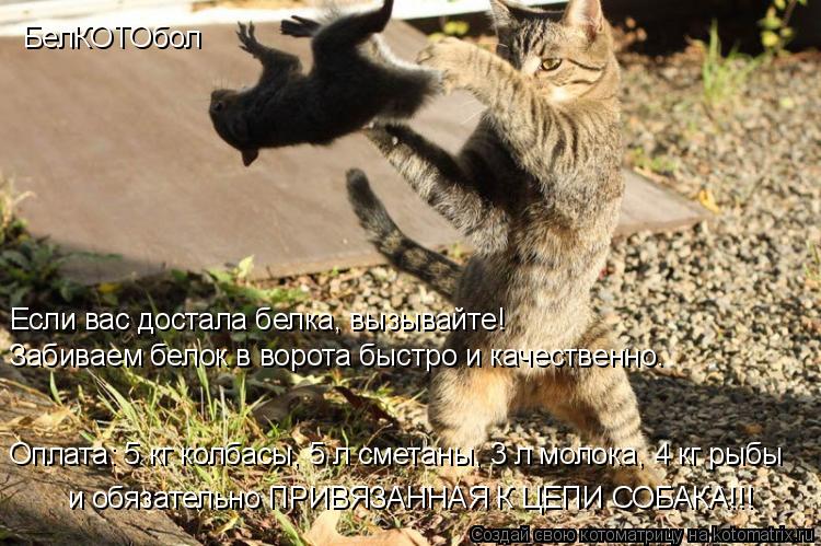 БелКОТОбол Если вас достала белка, вызывайте! Забиваем белок в ворота быстро и качественно. Оплата: 5... Котоматрица: БелКОТОбол Если вас достала белка, вызывайте! Забиваем белок в ворота быстро и качественно. Оплата: 5 кг колбасы, 5 л сметаны, 3 л молока, 4 кг р