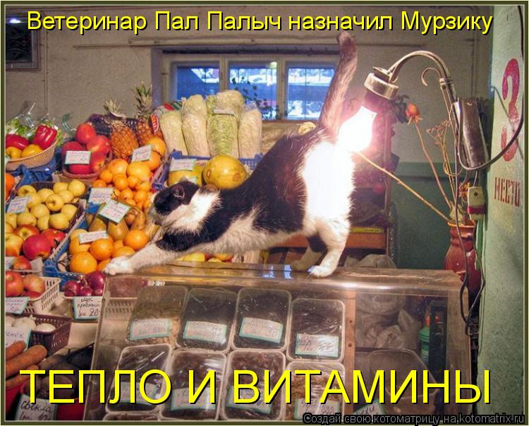 ТЕПЛО И ВИТАМИНЫ Ветеринар Пал Палыч назначил Мурзику... Котоматрица: ТЕПЛО И ВИТАМИНЫ Ветеринар Пал Палыч назначил Мурзику