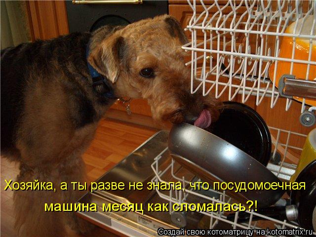 Хозяйка, а ты разве не знала, что посудомоечная машина месяц как сломалась?!... Котоматрица: Хозяйка, а ты разве не знала, что посудомоечная машина месяц как сломалась?!