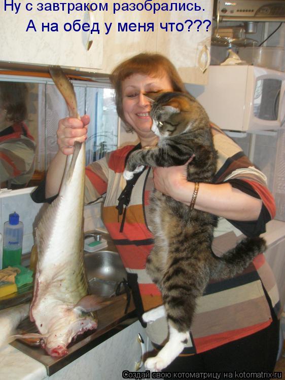 Ну с завтраком разобрались. А на обед у меня что???... Котоматрица: Ну с завтраком разобрались. А на обед у меня что???