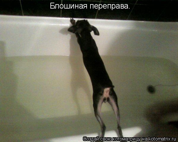 Блошиная переправа.... Котоматрица: Блошиная переправа.