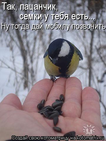 Так, пацанчик, семки у тебя есть... Ну тогда дай мобилу позвонить!... Котоматрица: Так, пацанчик, семки у тебя есть... Ну тогда дай мобилу позвонить!