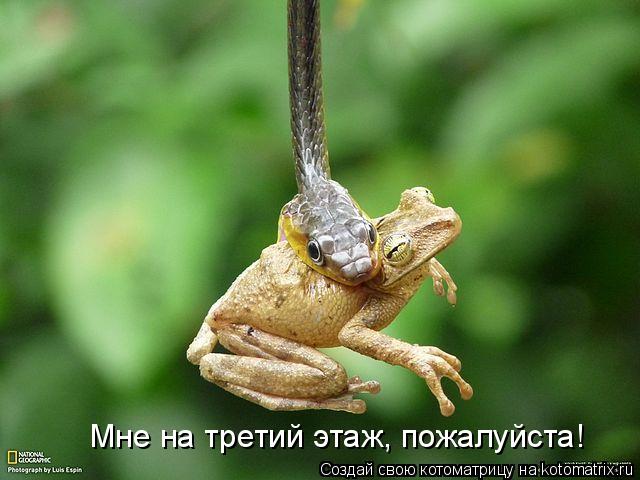 Мне на третий этаж, пожалуйста!... Котоматрица: Мне на третий этаж, пожалуйста!