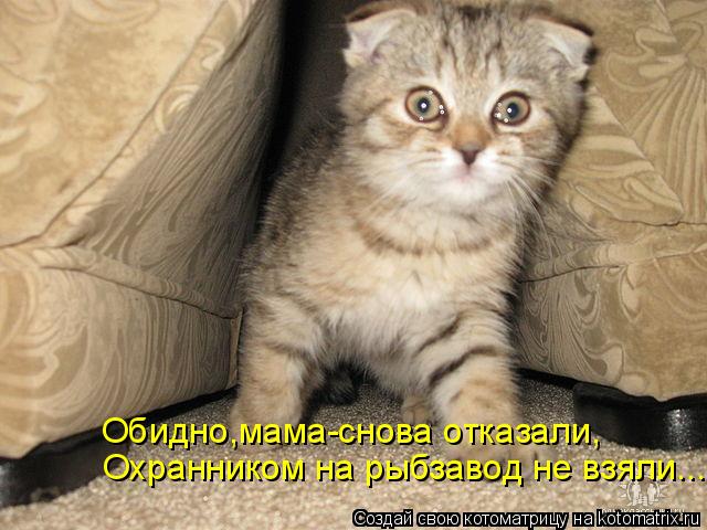 Охранником на рыбзавод не взяли... Обидно,мама-снова отказали,... Котоматрица: Охранником на рыбзавод не взяли... Обидно,мама-снова отказали,