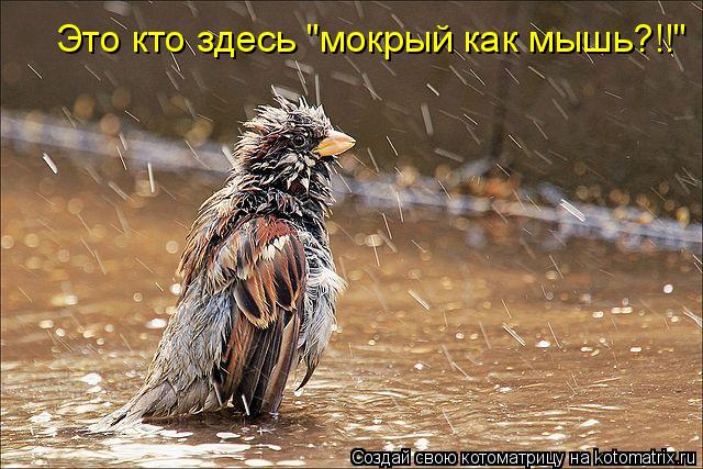 Это кто здесь "мокрый как мышь?!!"... Котоматрица: Это кто здесь "мокрый как мышь?!!"