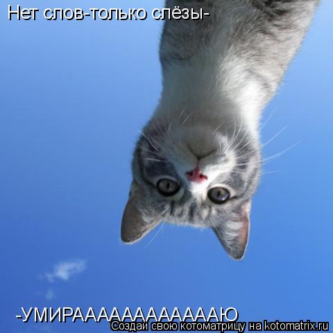 -УМИРААААААААААААЮ Нет слов-только слёзы-... Котоматрица: -УМИРААААААААААААЮ Нет слов-только слёзы-