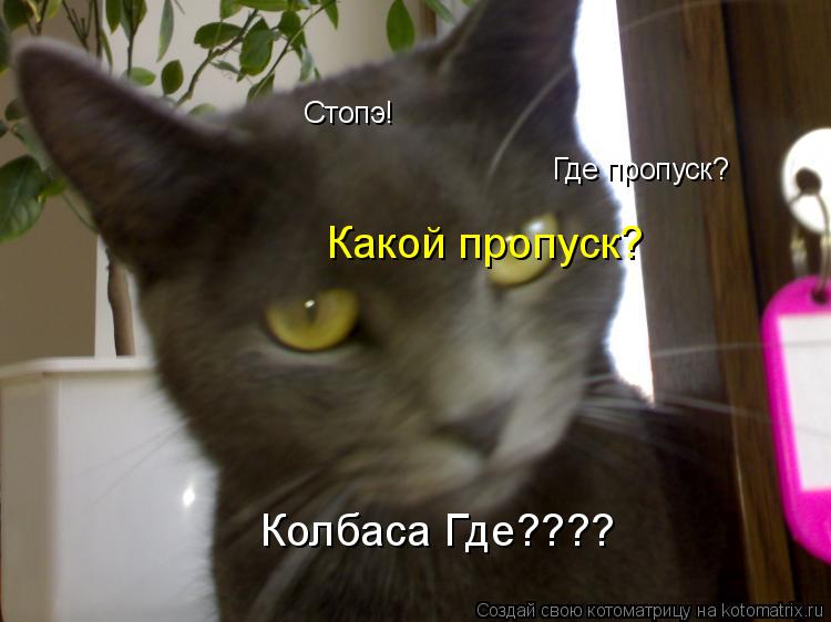 Стопэ! Где пропуск? Какой пропуск? Какой пропуск? Колбаса Где????... Котоматрица: Стопэ! Где пропуск? Какой пропуск? Какой пропуск? Колбаса Где????