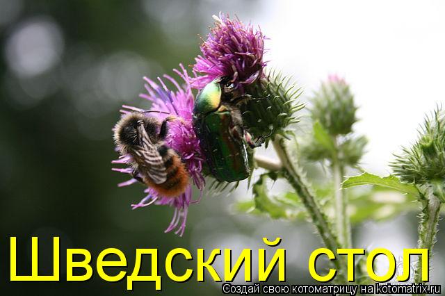 Шведский стол... Котоматрица: Шведский стол