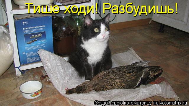 Тише ходи! Разбудишь!... Котоматрица: Тише ходи! Разбудишь!