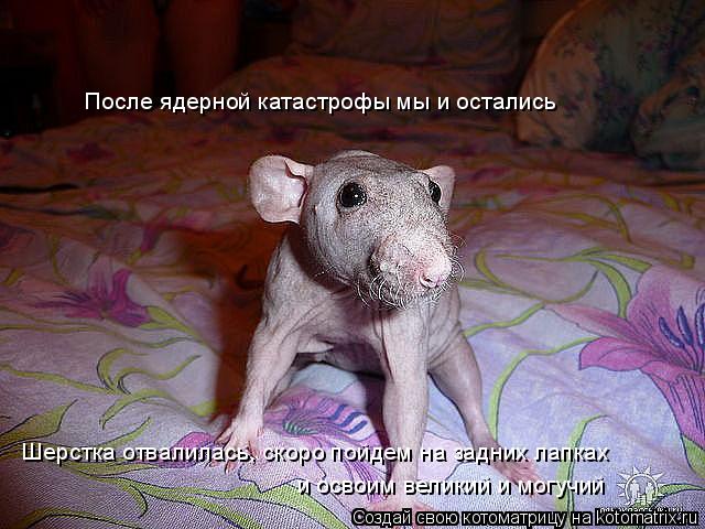 После ядерной катастрофы мы и остались Шерстка отвалилась, скоро пойдем на задних лапках и освоим вел... Котоматрица: После ядерной катастрофы мы и остались Шерстка отвалилась, скоро пойдем на задних лапках и освоим великий и могучий