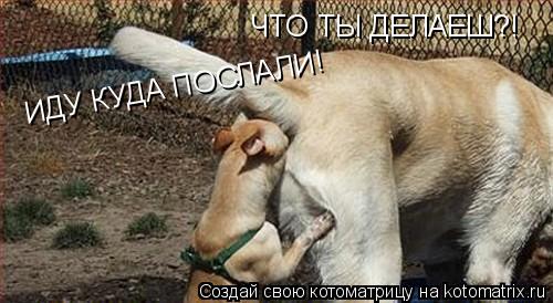 Котоматрица: ЧТО ТЫ ДЕЛАЕШ?! ИДУ КУДА ПОСЛАЛИ!