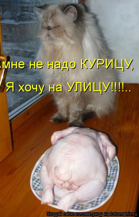 мне не надо КУРИЦУ, Я хочу на УЛИЦУ!!!!..... Котоматрица: мне не надо КУРИЦУ, Я хочу на УЛИЦУ!!!!..