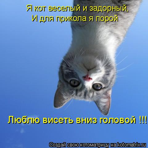 Котоматрица: Я кот веселый и задорный, И для прикола я порой Люблю висеть вниз головой !!!