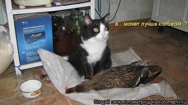 Котоматрица: а... может лучше колбаски..?