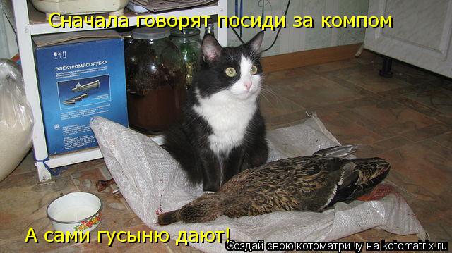 Котоматрица: Сначала говорят посиди за компом А сами гусыню дают!