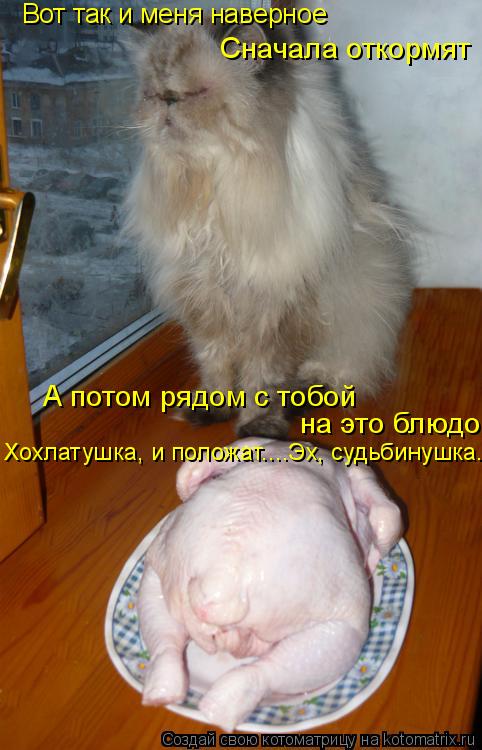 Котоматрица: Вот так и меня наверное Сначала откормят А потом рядом с тобой  на это блюдо Хохлатушка, и положат....Эх, судьбинушка..
