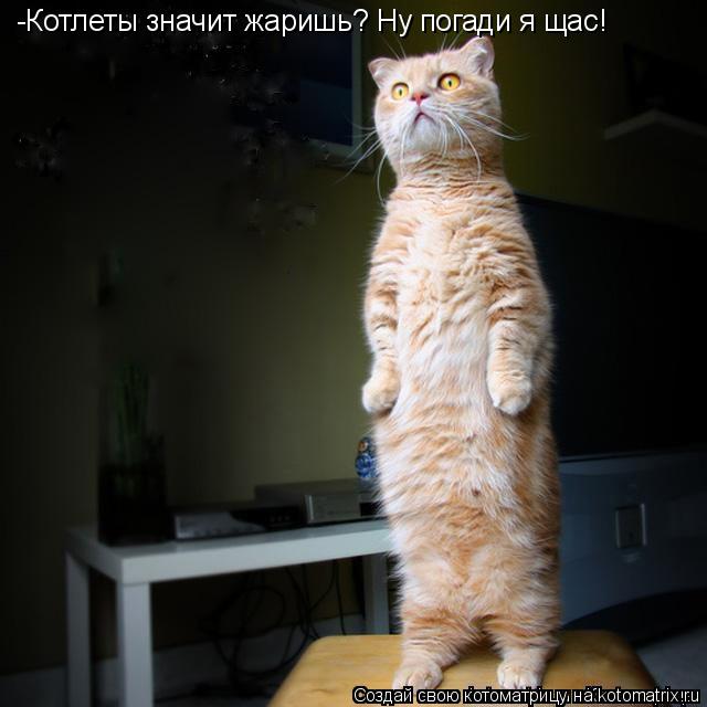 Котоматрица: -Котлеты значит жаришь? Ну погади я щас!