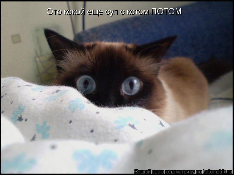 Это кокой еще суп с котом ПОТОМ... Котоматрица: Это кокой еще суп с котом ПОТОМ