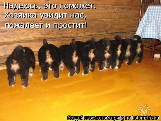 Надеюсь, это поможет. Хозяика увидит нас, пожалеет и простит!... Котоматрица: Надеюсь, это поможет. Хозяика увидит нас, пожалеет и простит!