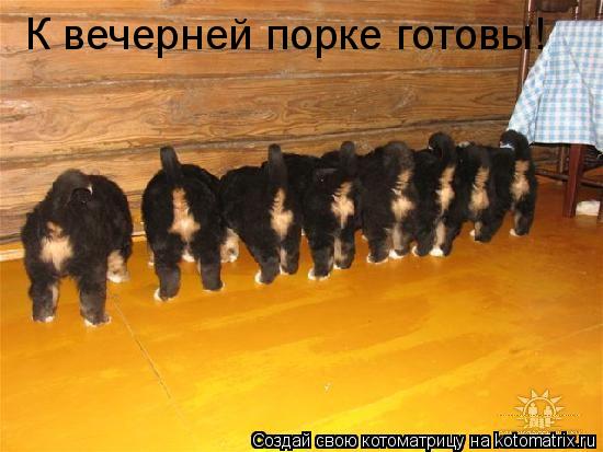 К вечерней порке готовы!... Котоматрица: К вечерней порке готовы!