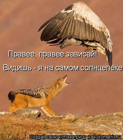 Котоматрица: Правее, правее зависай!  Видишь - я на самом солнцепёке!